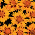 COREOPSIS***RISING SUN****125 SEED!