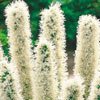 LIATRIS**FLORISTAN WHITE*****250 SEED!
