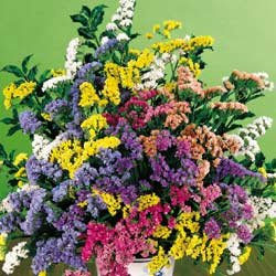 STATICE-SOIREE**MIX**GREAT DRIED FLORAL***250 SEED!