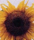 SUNFLOWER**CALIFORNIA GREYSTRIPE**HEIRLOOM****100 SEED!