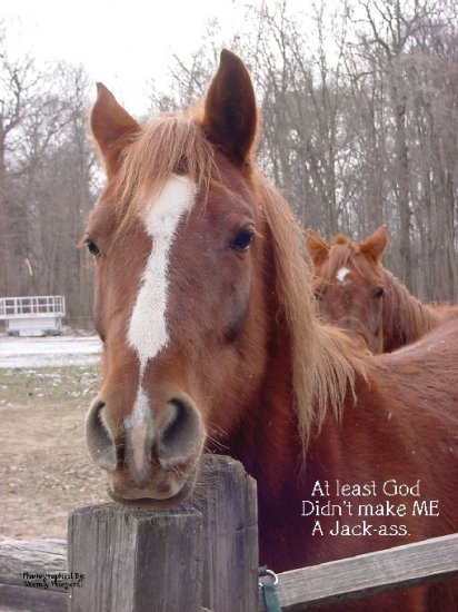 HUMOROUS HORSE**8"X10"