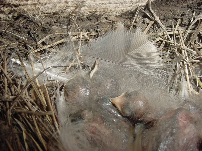 NEW BORN BABY BIRDS IN NATURAL NESTING**8"X10"