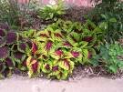 COLEUS WIZARD-ROSE*****250 seed!