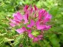 CLEOME SPARKLER-ROSE-SPIDER PLANT*****50 SEED!