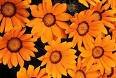 GAZANIA DAYBREAK-BRIGHT ORANGE*****125 SEED!