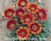 GAZANIA DAYBREAK-BRONZE*****125 SEED!
