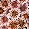 GAZANIA DAYBREAK-ROSE STRIPE*****125 SEED!