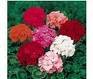 GERANIUM ORBIT-MIX******50 SEED!