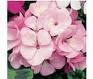 GERANIUM ORBIT-APPLEBLOSSOM*****50 SEED!