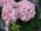 GERANIUM ORBIT-LIGHT SALMON******50 SEED!