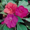IMPATIENS-SHADY LADY-GLOW GIRL MIX****250 seed!