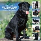 365 DAYS OF BLACK LABRADOR RETRIEVERS 2007 WALL CALENDAR