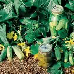 CUCUMBER-BUSH PICKLING*****250 seeds!