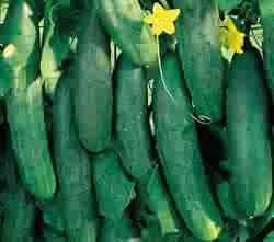 CUCUMBER- WHOPPER*******125 seed!