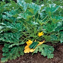 ZUCHINNI-RAVEN****15 SEED!