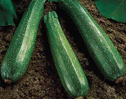 ZUCHINNI-SPINLESS BEAUTY****125 SEED!