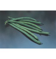 GREEN BEAN-JADE****500 SEED!