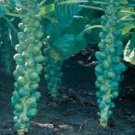 BRUSSEL SPROUTS-OLIVER*****250 SEED!