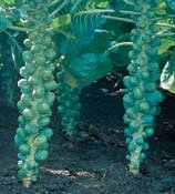 BRUSSEL SPROUTS-OLIVER*****250 SEED!