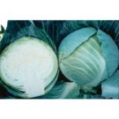 CABBAGE-STORAGE*******500 SEED!
