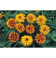 ZINNIA*OLD MEXICO********************2,500 SEED!