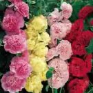 HOLLYHOCK*SUMMER CARNIVAL MIX**************500 SEED!