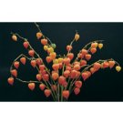 CHINESE LANTERNS*EVERLASTING CUTFLOWER****1,200 SEED!!!