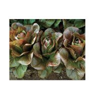ROMAINE*ROUGE D'HIVER***ORGANIC & HEIRLOOM**6,000 SEEDS