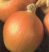 YELLOW STORAGE ONION*NEW YORK EARLY**ORGANIC & HEIRLOOM!**2,000 SEEDS!