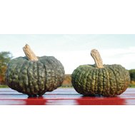 WINTER SQUASH*MARINA DI CHIOGGIA*****HEIRLOOM***200 SEED!