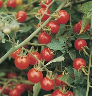 TOMATO*MATT'S WILD CHERRY****HEIRLOOM******500 SEED!