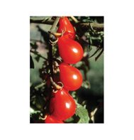 TOMATO*RED PEAR (CHERRY TYPE)****HEIRLOOM***20 SEEDS!