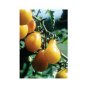 TOMATO*YELLOW PEAR*(CHERRY TYPE)**HEIRLOOM*****20 SEEDS!