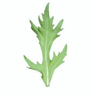 ASIAN GREENS*EARLY MIZUNA******ORGANIC******100 SEED!