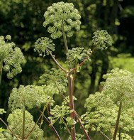 ANGELICA*****ORGANIC*****2,000 SEED!