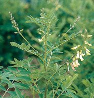 ASTRAGALUS (MILK VETCH)****ORGANIC*****400 SEED!
