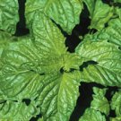 BASIL*NAPOLETANO****10,000 SEED!