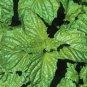 BASIL*NAPOLETANO****10,000 SEED!