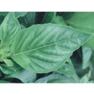 BASIL*NUFAR******ORGANIC*****4,000 SEED!