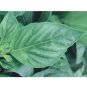 BASIL*NUFAR******ORGANIC*****4,000 SEED!