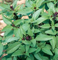 BASIL*SWEET THIA***********3,000 SEED!