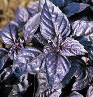 BASIL*RED RUBIN********************2,500 SEED!