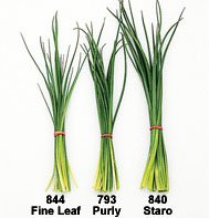 CHIVES*FINE LEAF********10,000 SEED!