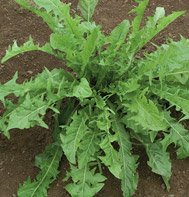 DANDELION*********************5,000 SEED!