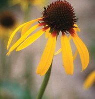 ECHINACEA*PARADOXA***********250 SEEDS!