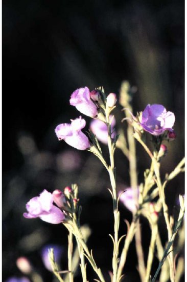 FLAX*******ORGANIC*******3,000 SEEDS!
