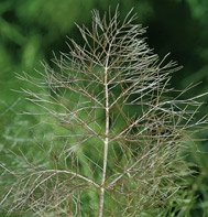 FENNEL*BRONZE***********ORGANIC*****2,500 SEEDS!