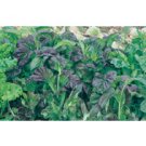 MUSTARD GREENS*OSAKA PURPLE****ORGANIC*****130 SEED!
