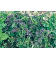 MUSTARD GREENS*OSAKA PURPLE****ORGANIC*****130 SEED!