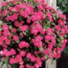 LOBELIA***MOON ROSE**********100 SEED